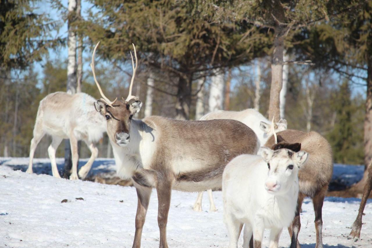 Authentic Cottage In Swedish Laplandリュックセレ エクステリア 写真